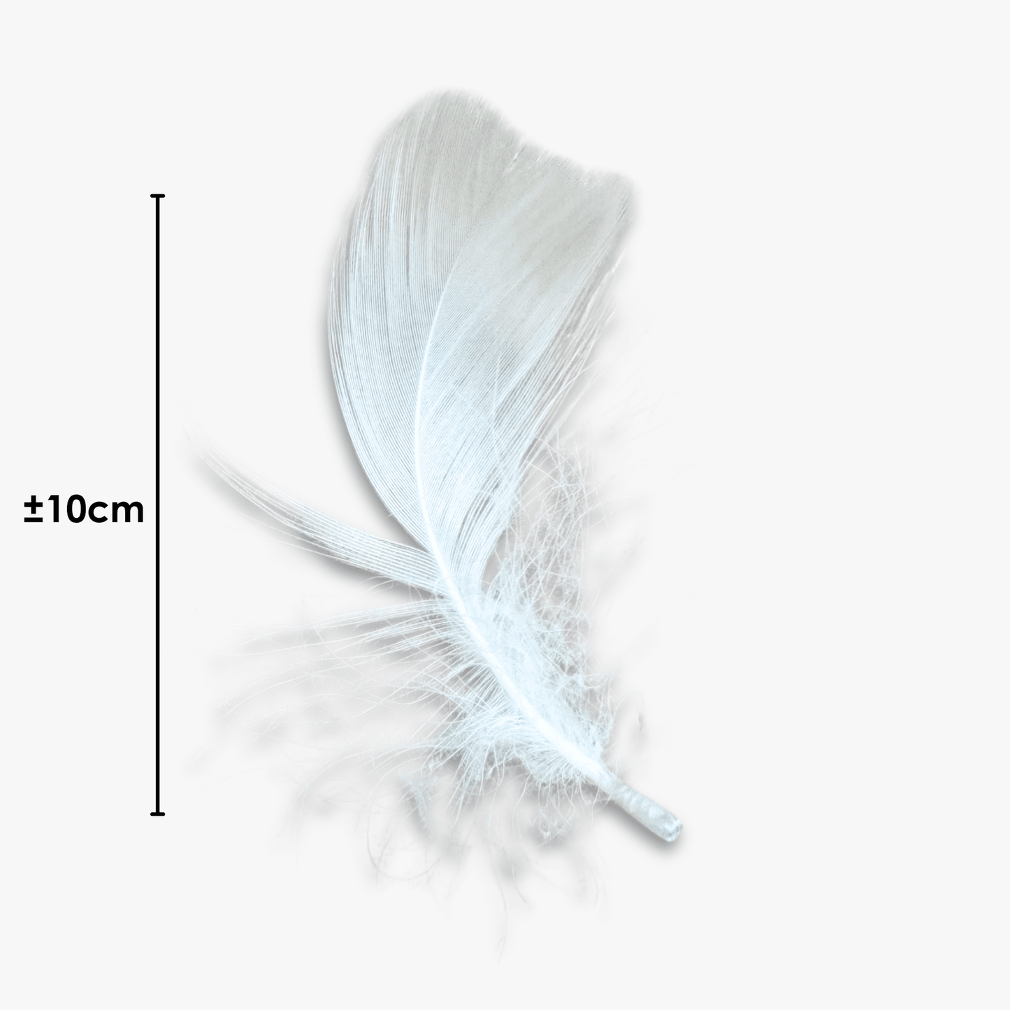 Craft Feathers | White - Ragland Fabrics